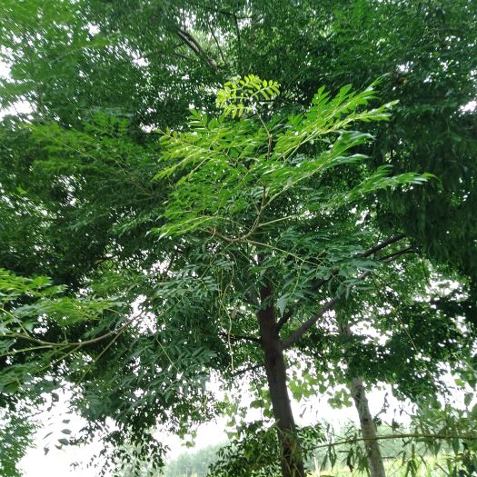 邳州市苦楝树苗，小树苗2厘米直径，成活率高，