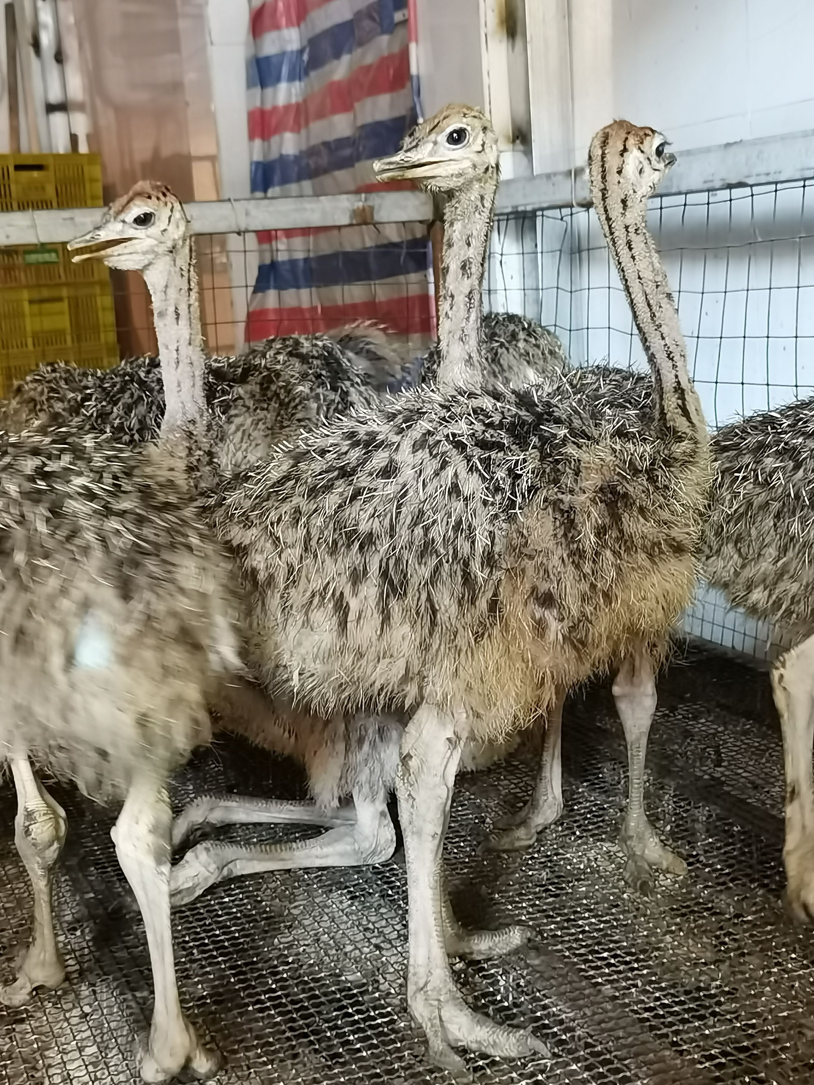 整只非洲大鸵鸟