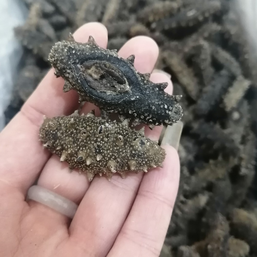 海参干  出一款海区底播淡干海参，刺参涨发两倍半的短粗胖YS