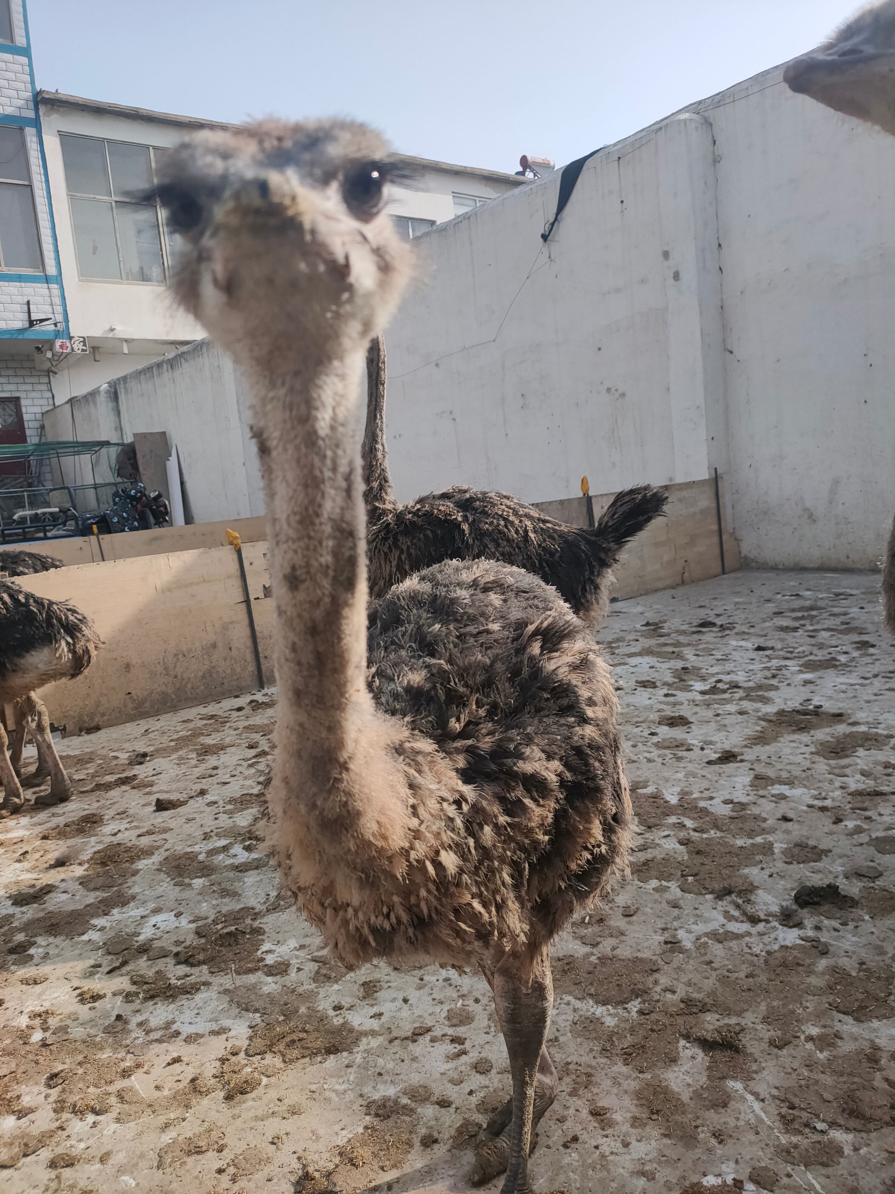 鸵鸟苗  包打疫苗一对鸵鸟幼崽脱温非洲一个月小家养全国发货伤亡补发