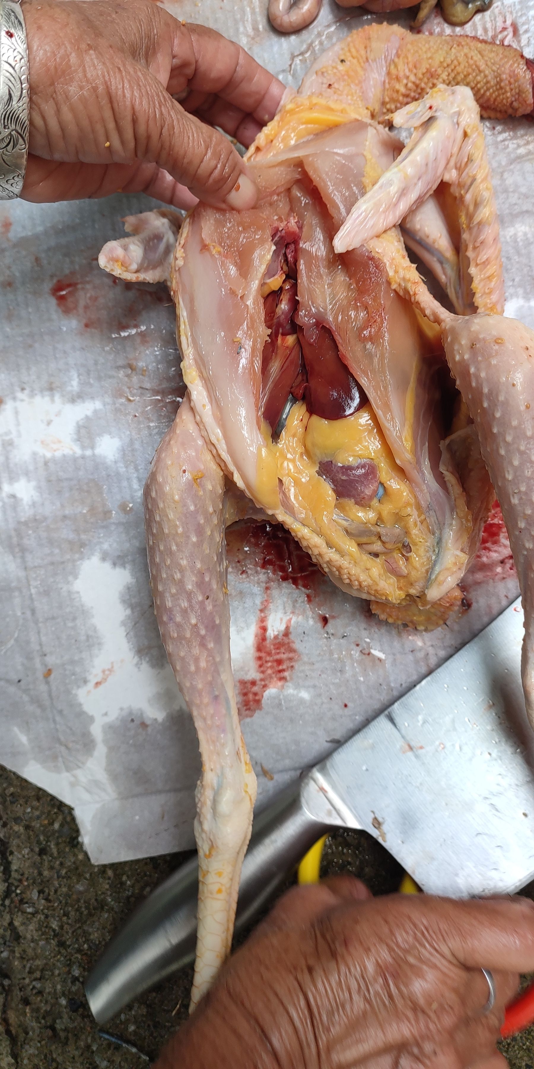 纯种五黑鸡，乌骨鸡（五黑)，皖南土鸡（黄细脚）