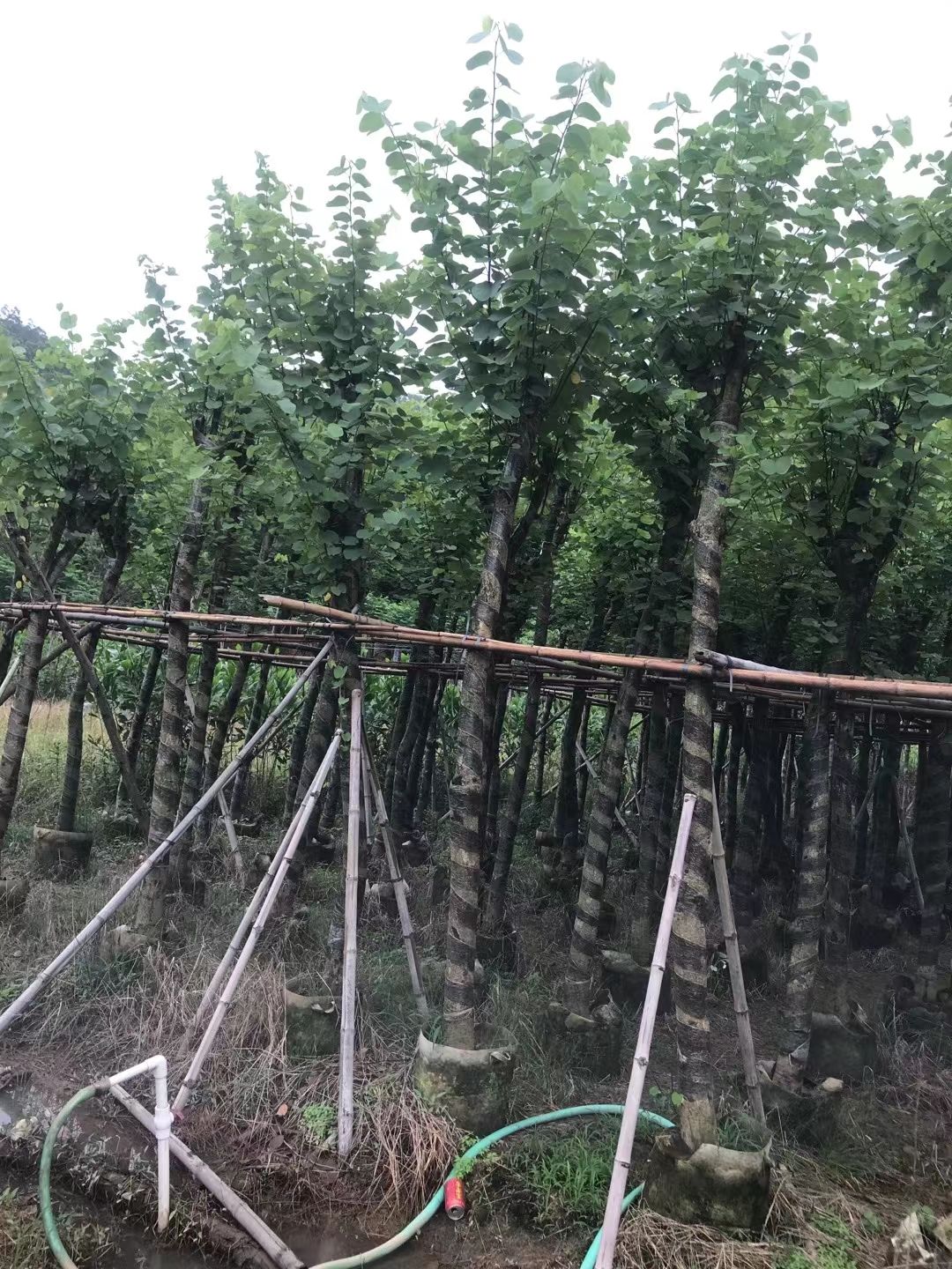 宫粉紫荆树  宫粉紫荆5一8公分