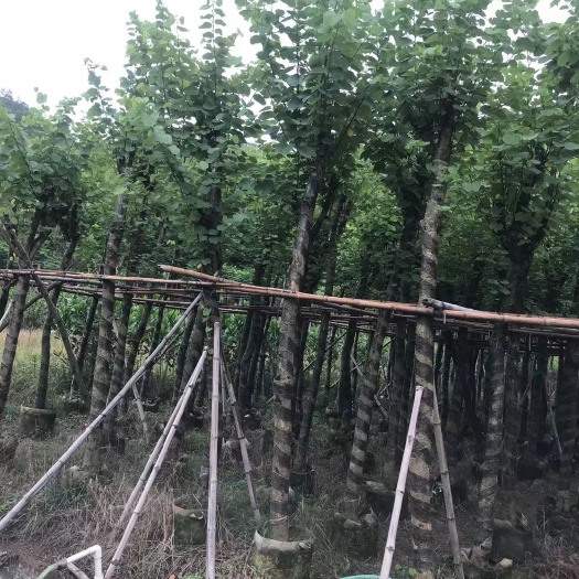 普宁市宫粉紫荆树  宫粉紫荆5一8公分