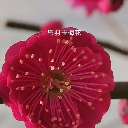 新沂市朱砂梅盆景  乌羽玉梅花接穗