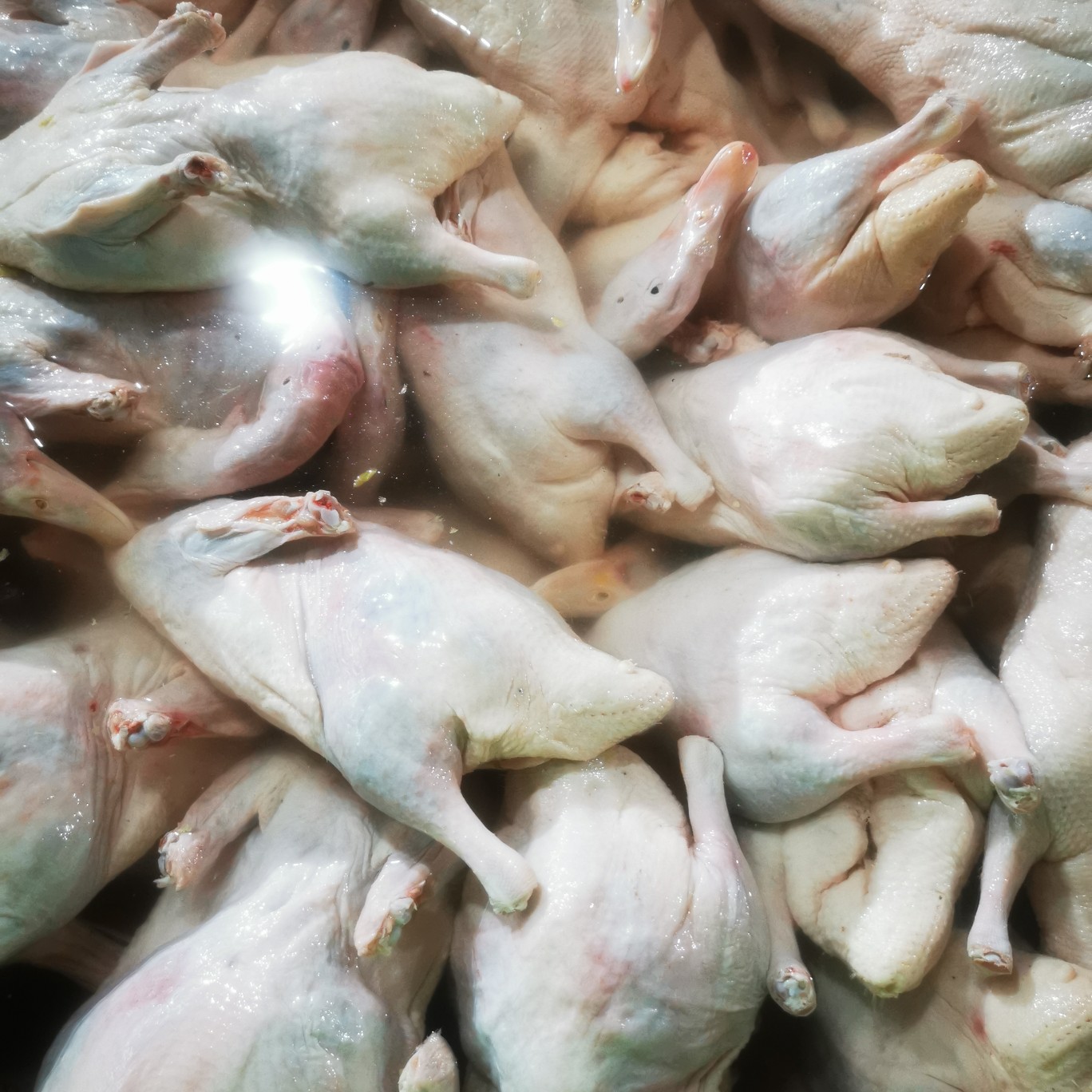 鸭肉类新鲜光鸭56斤烧鸭专用9元一斤