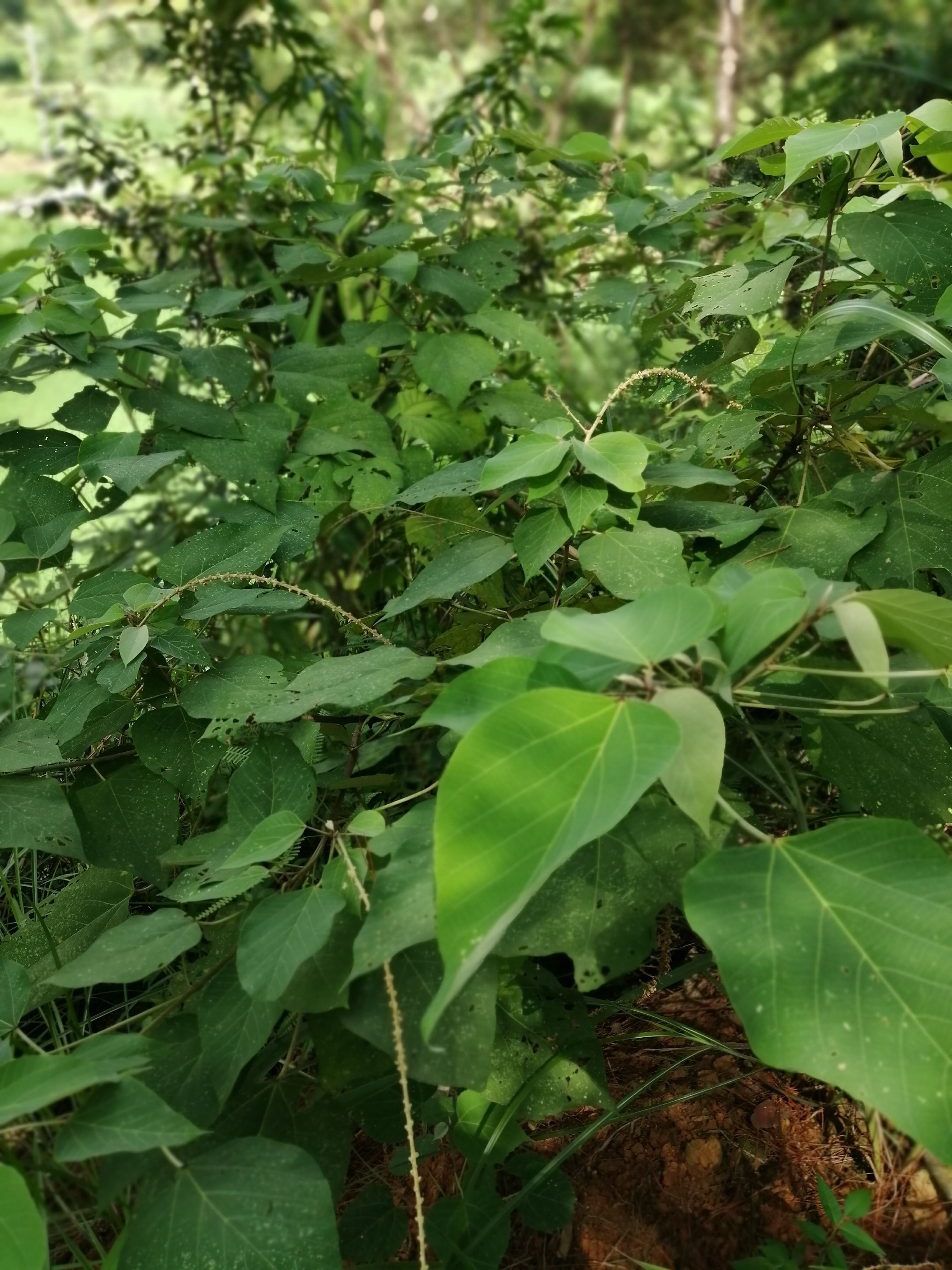 白背叶、根，大山货，货源量大，质量好，欢迎各位客商订购