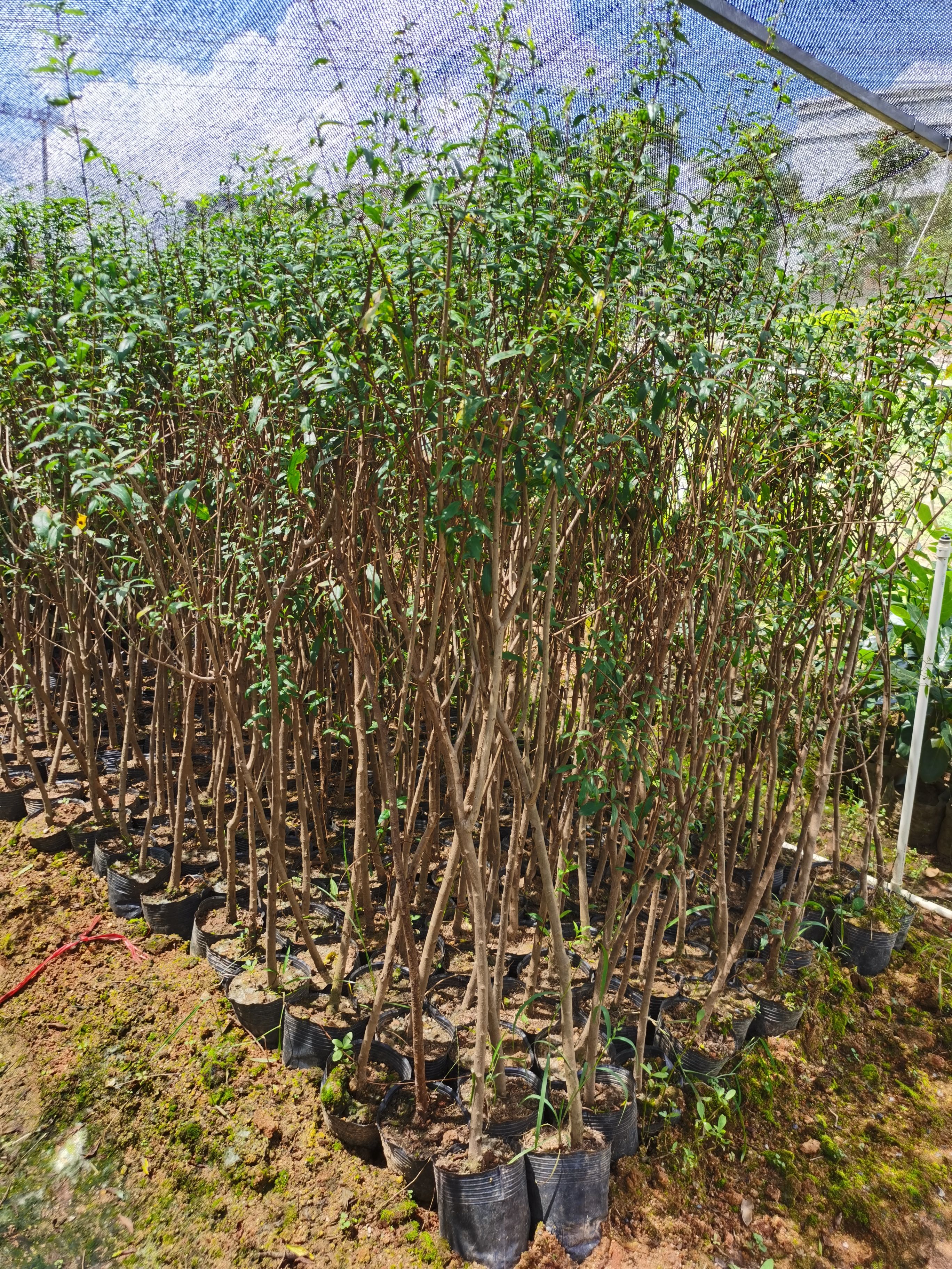 突尼斯软籽石榴树苗  石榴，果肉饱满好吃