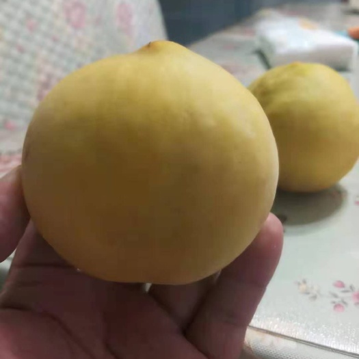 望谟县 黄桃