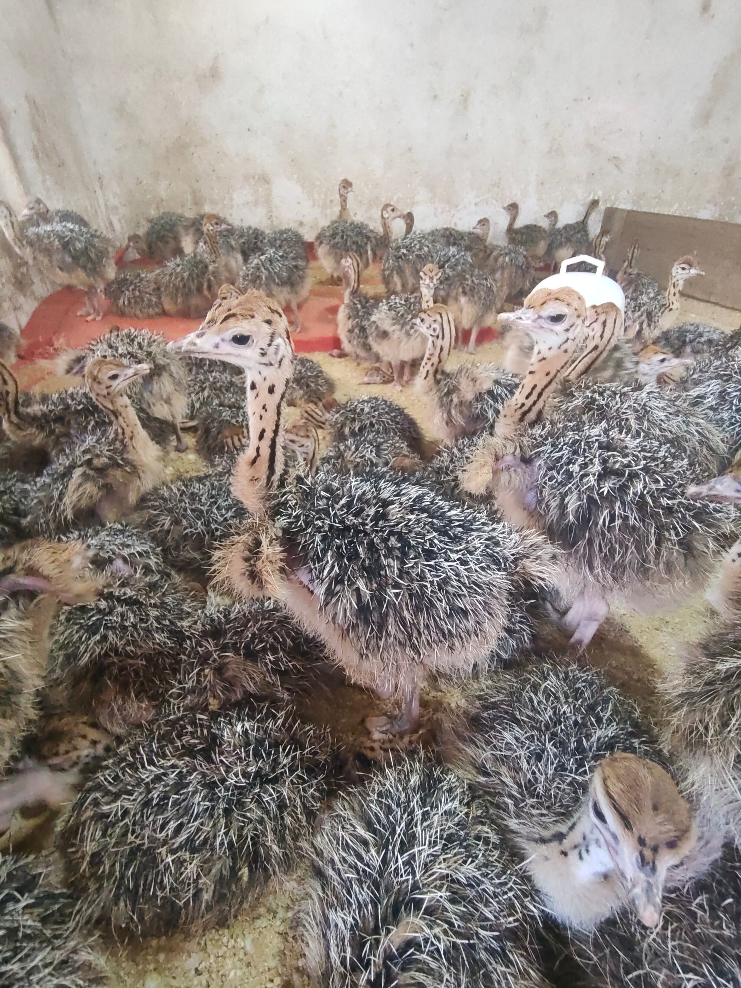 鸵鸟苗  包打疫苗一对鸵鸟幼崽脱温非洲一个月小家养全国发货伤亡补发