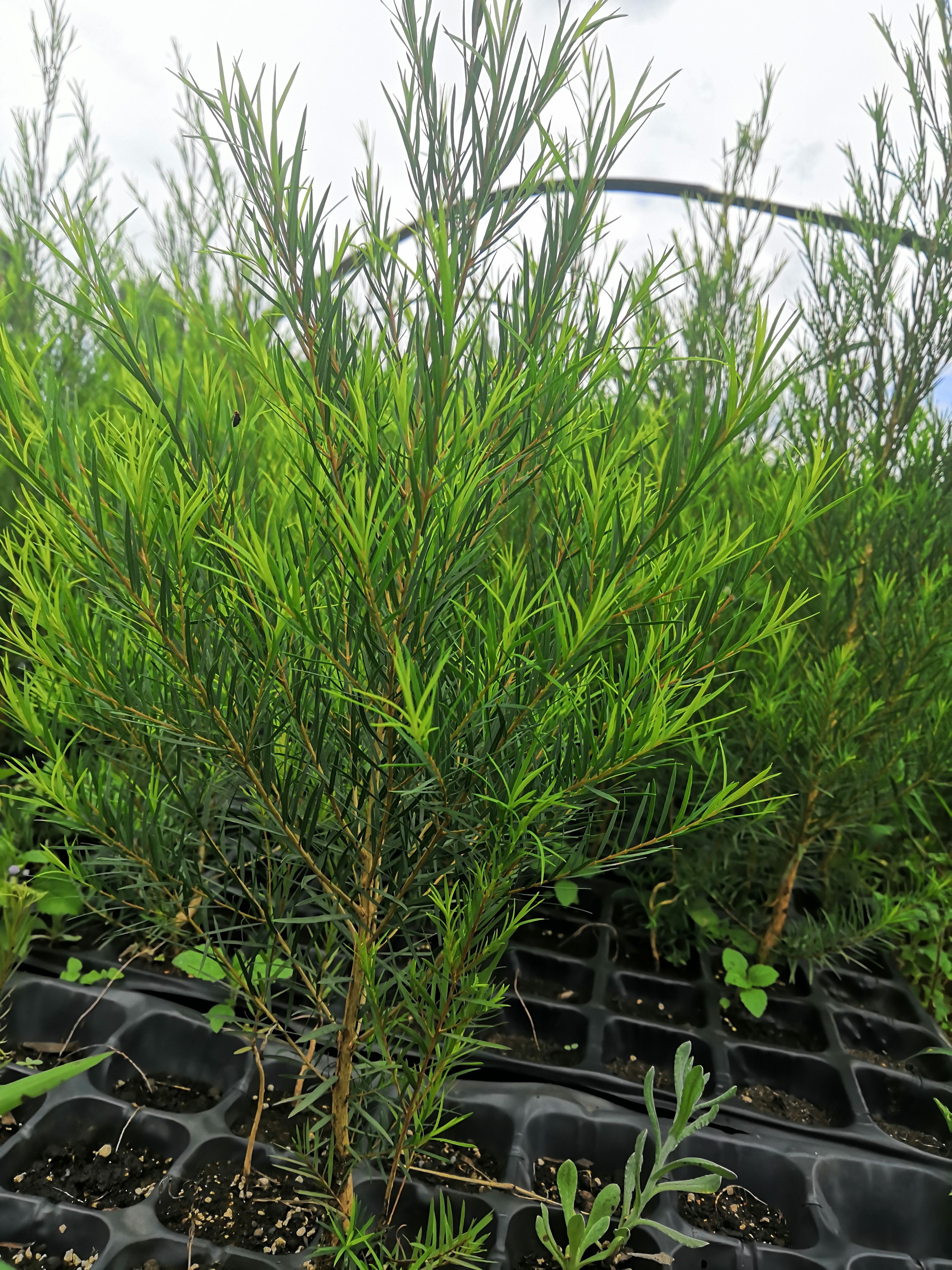 澳洲茶树（互叶百千层）瓶苗