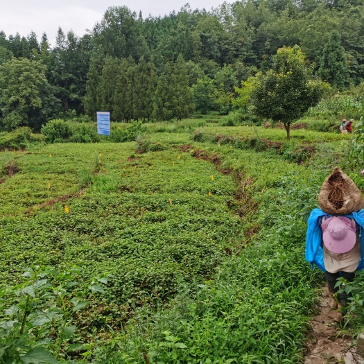 威宁县红茎鱼腥草  贵州高山鱼腥草原产地直销货源充足质量保证