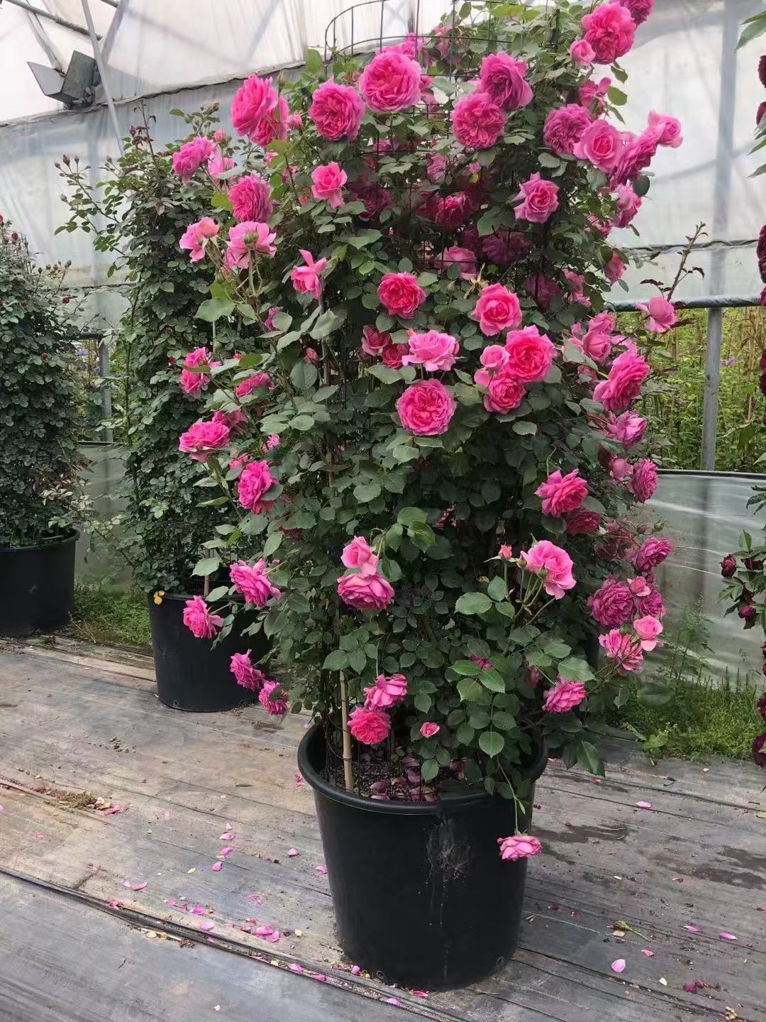 藤本月季  四季开花爬藤月季大花浓香欧月大苗