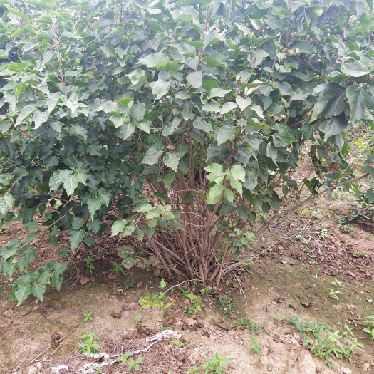 博野县紫丁香 大敦丛生丁香大量销售中价格优惠质量好