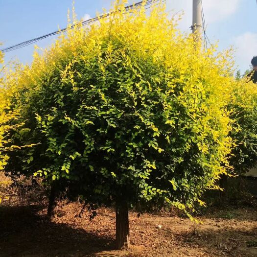 博野县独杆金叶榆球，悬空金叶榆球