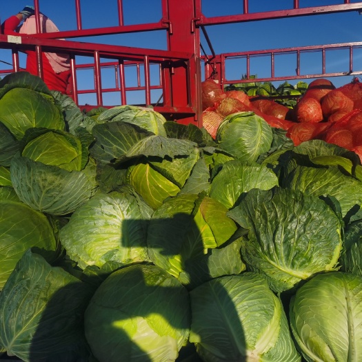 西吉县圆包菜  奥奇娜，日本铁头，同时上市中