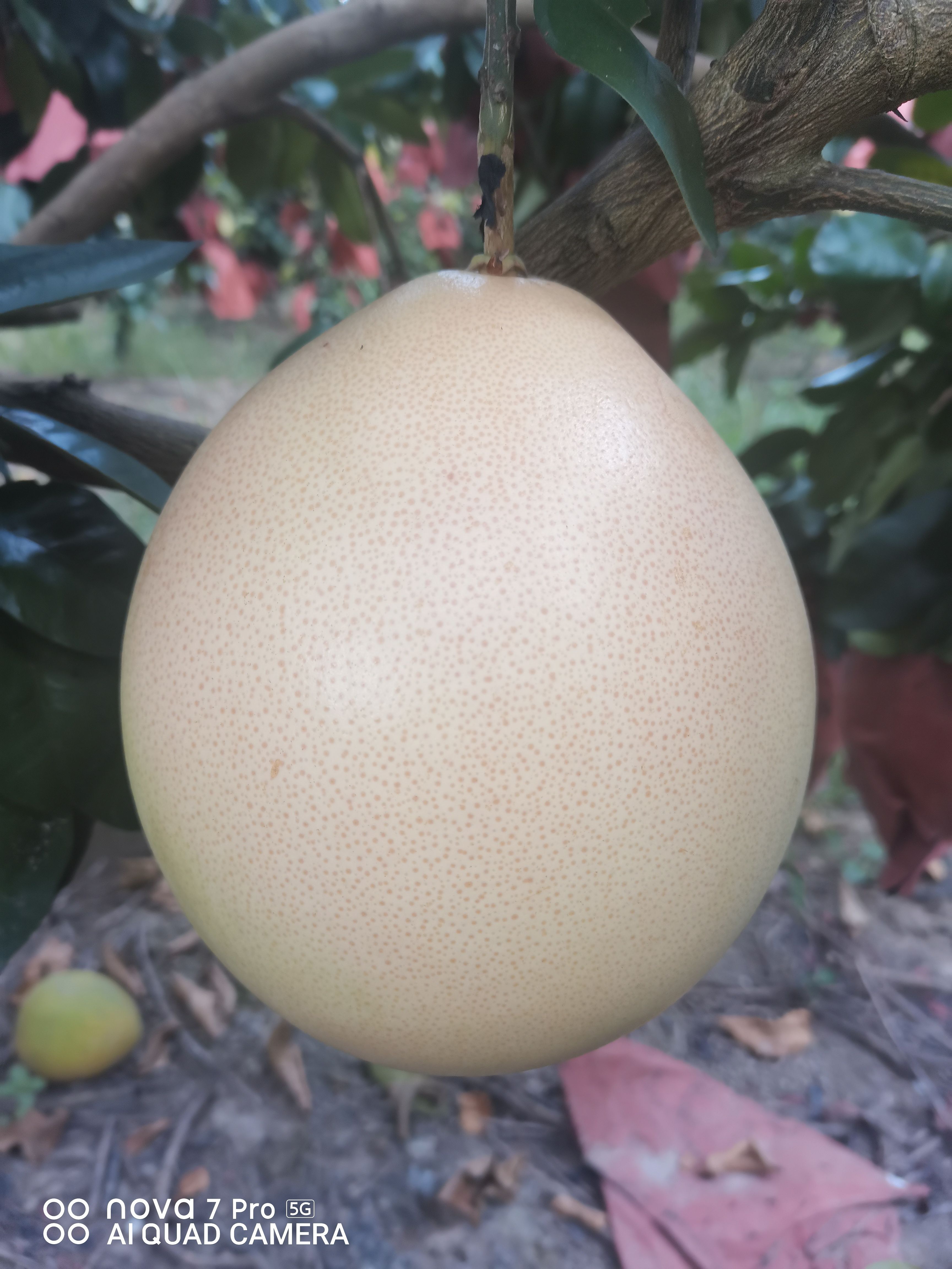 广西省象州三红柚，红心柚，单红柚，黄心柚，大量上市了