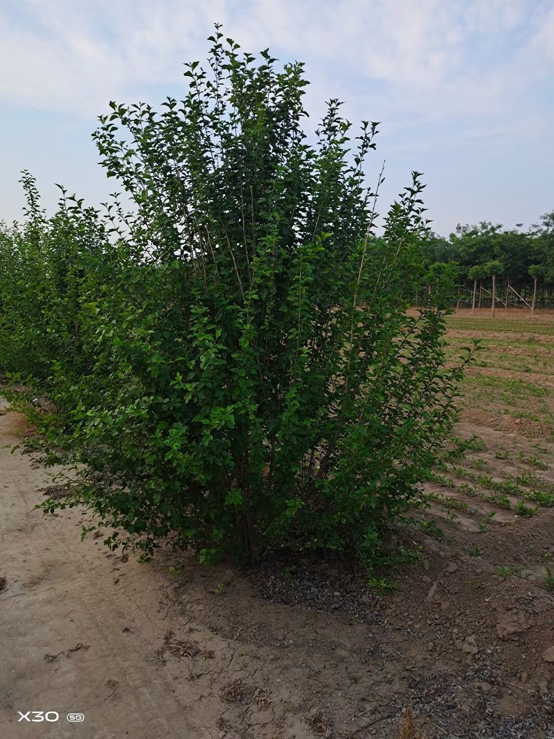 红花木槿 3-4分枝木槿绿篱大量销售中价格优惠质量好数量大