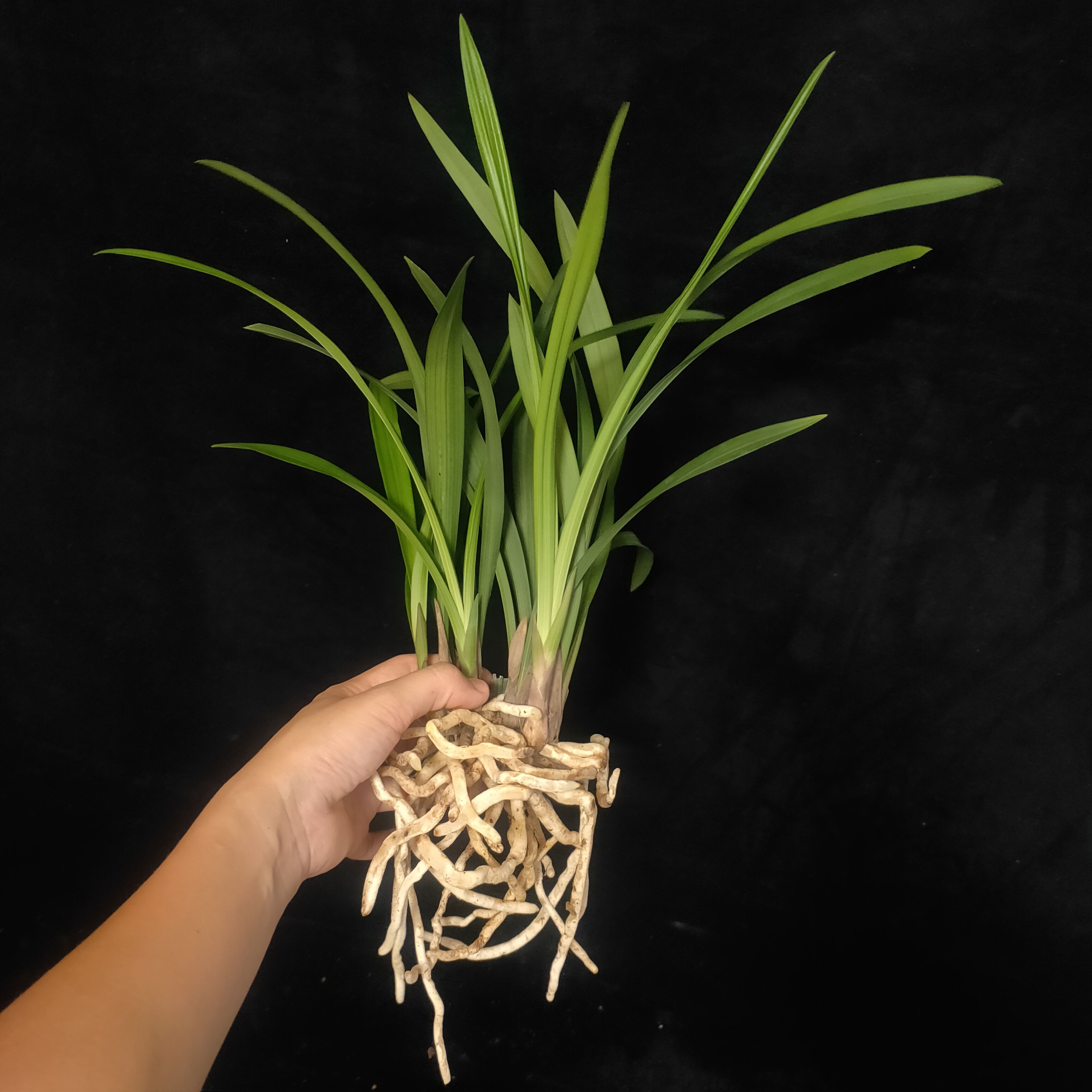 兰花苗建兰金荷浓香型荷瓣花好养易活室内绿植盆栽