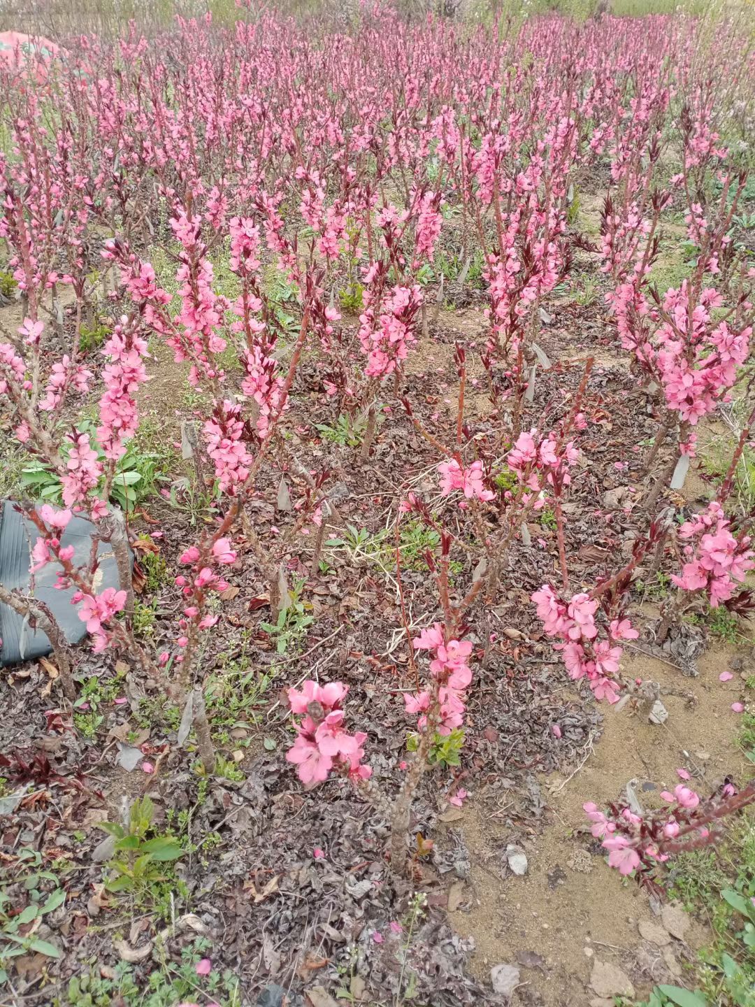 中华寿桃桃树苗重瓣桃花寿心桃盆栽寿星桃苗寿桃苗碧桃盆景桃树苗