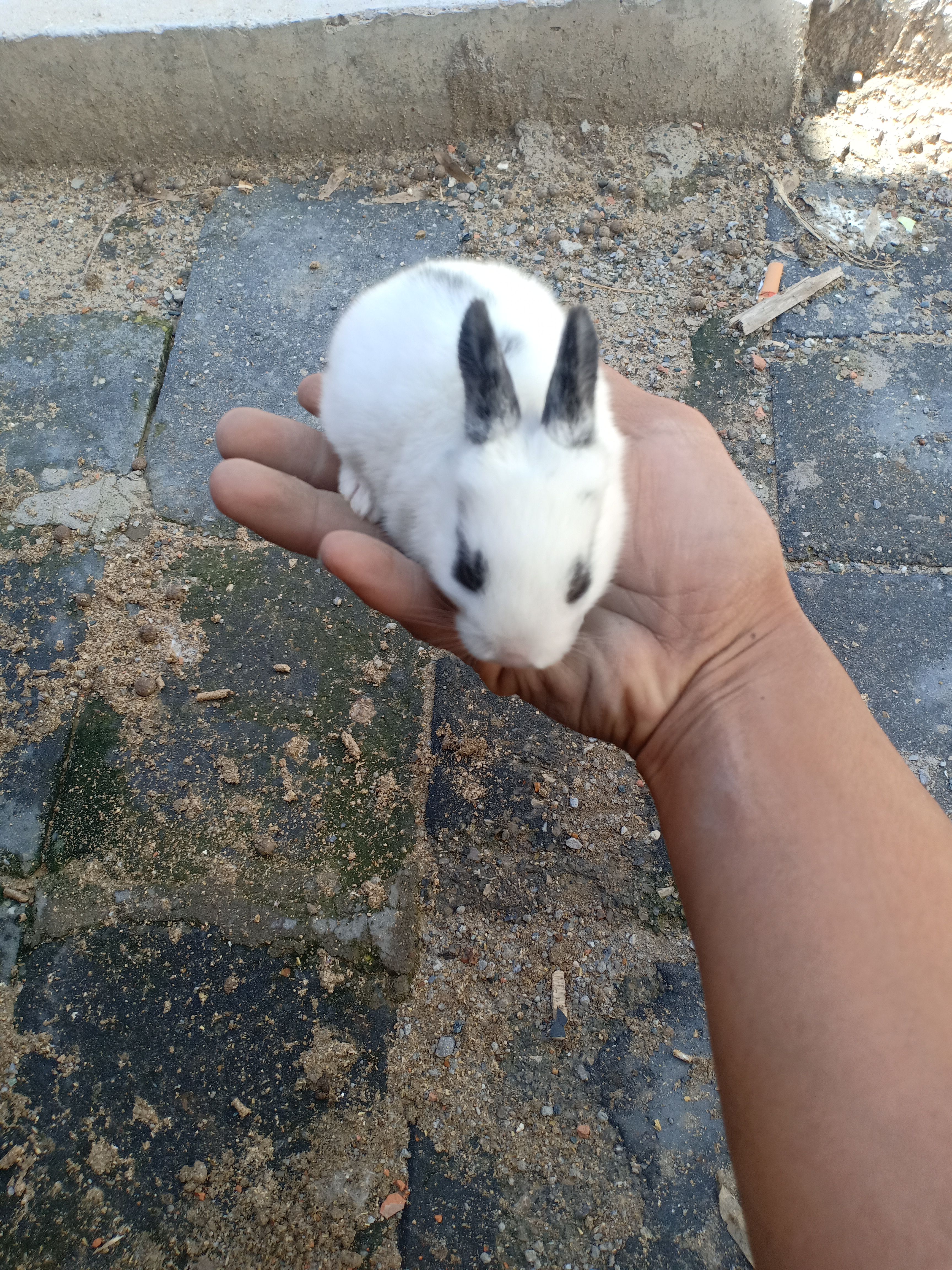 兔子  自己家的小兔已满月了有喜欢的可以联系我