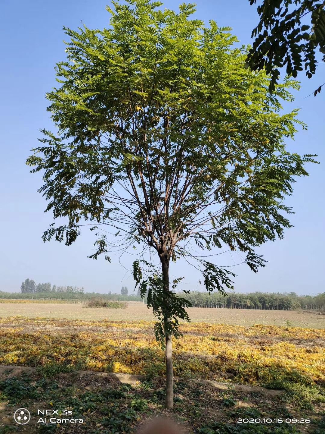 香花槐 红花刺槐，红花槐基地大量销售中价格优惠质量好数量大
