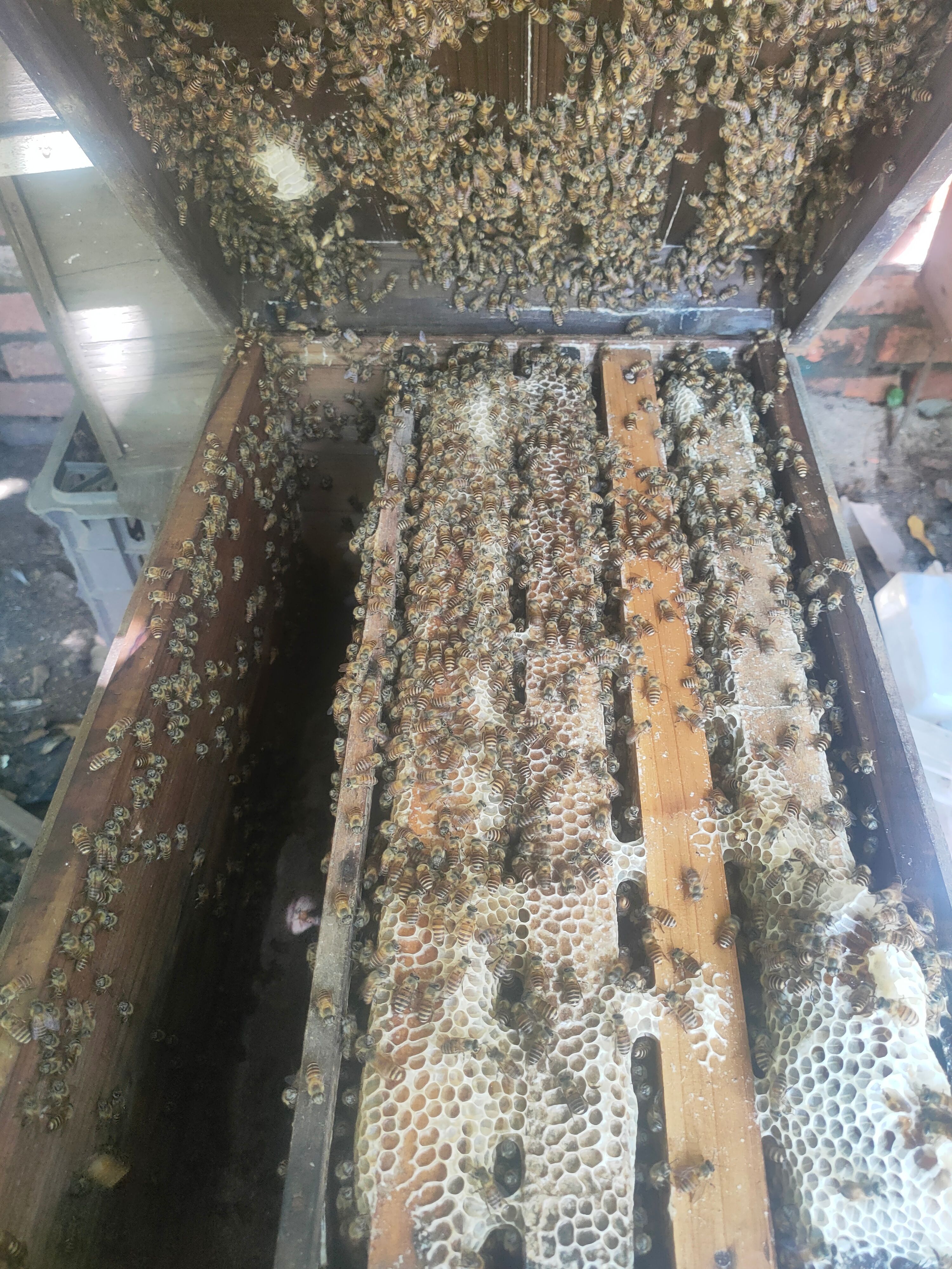 熊蜂蛹 蜜蜂群/中蜂群/规格46/48.5/