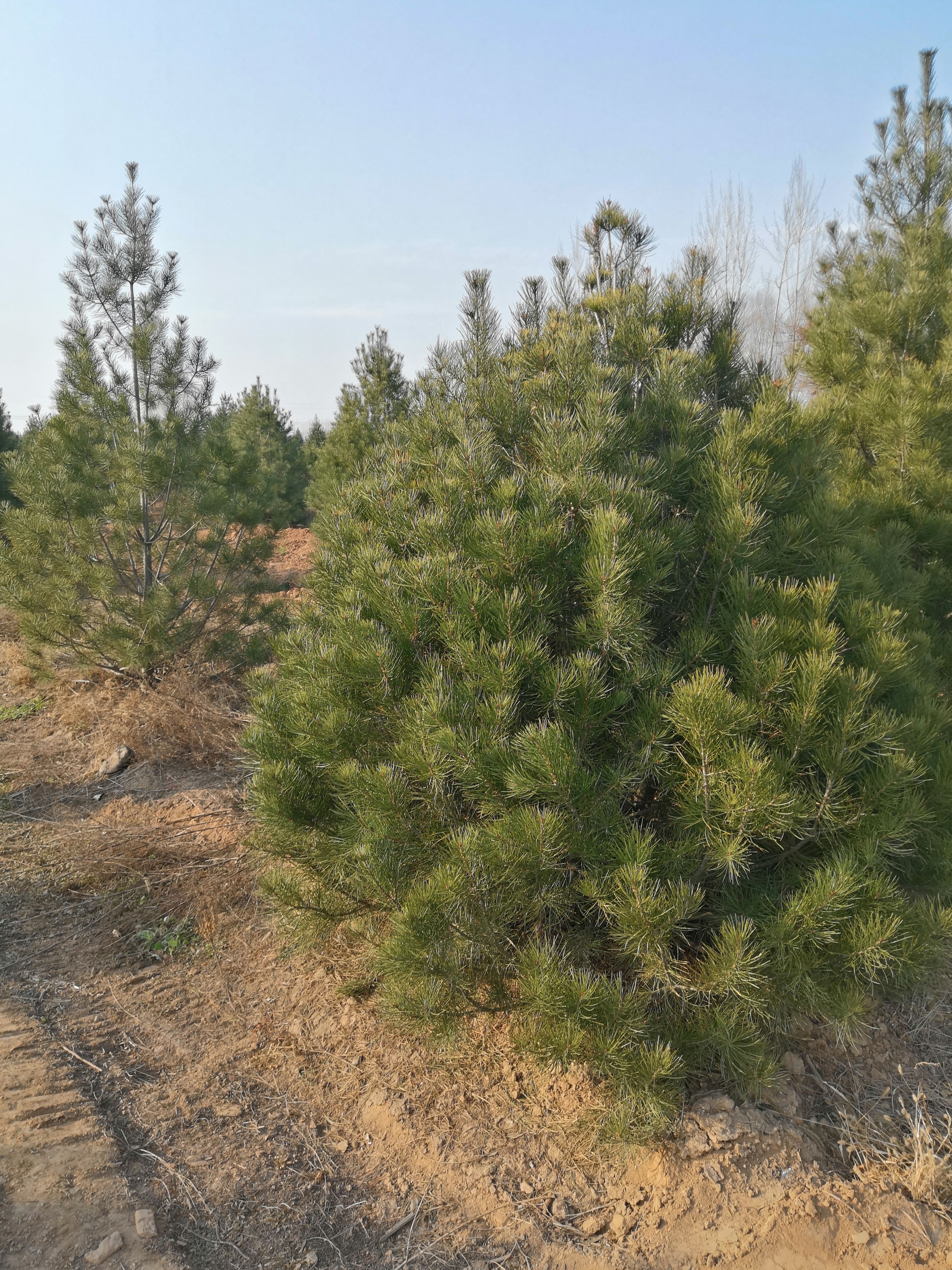 3米白皮松价格==3米白皮松+3米白皮松价格