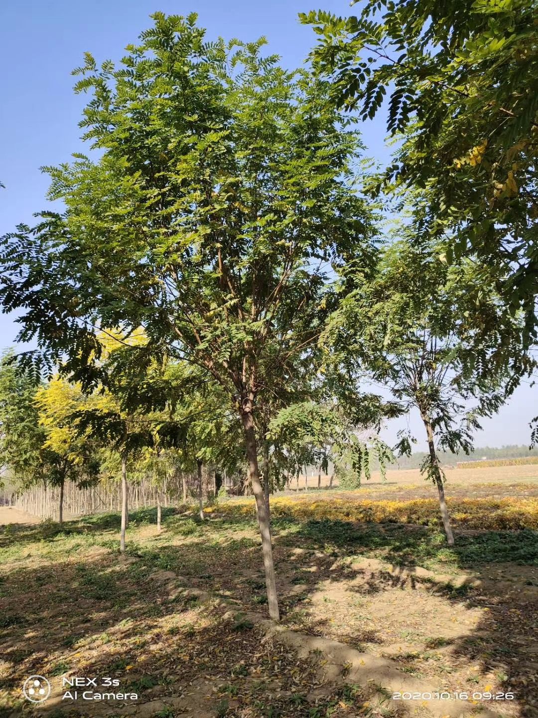 香花槐 红花刺槐，红花槐基地大量销售中价格优惠质量好数量大