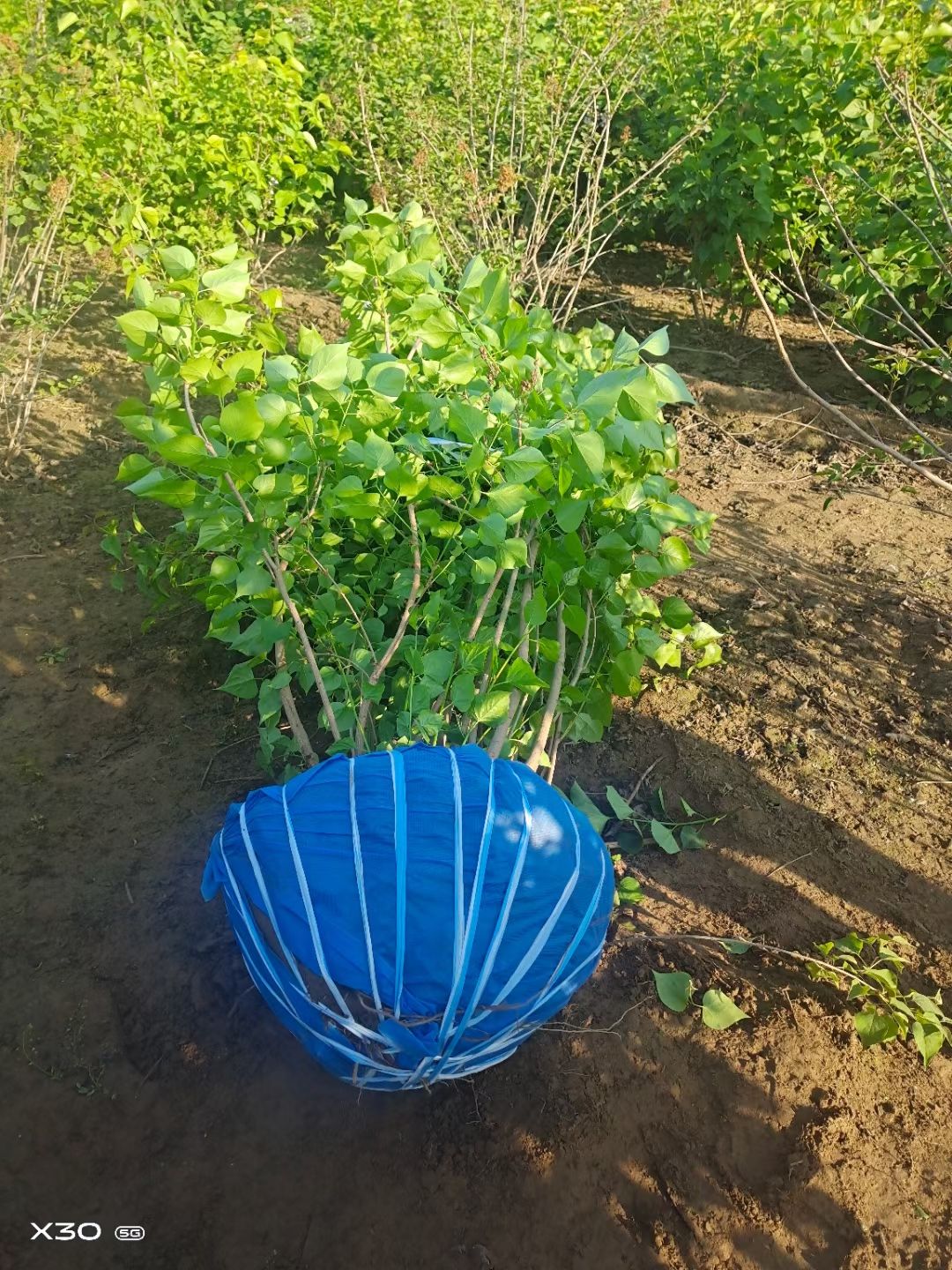 白丁香 丁香种植基地规格齐全数量大价格低