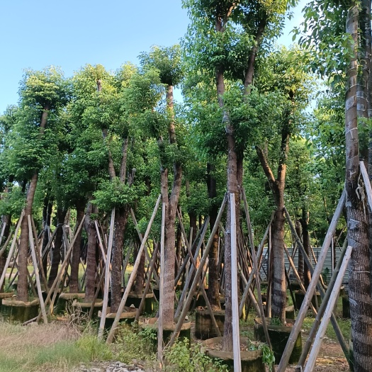 普宁市多杆香樟 广东省揭阳市苗木供应各种绿化树、袋装苗、香樟