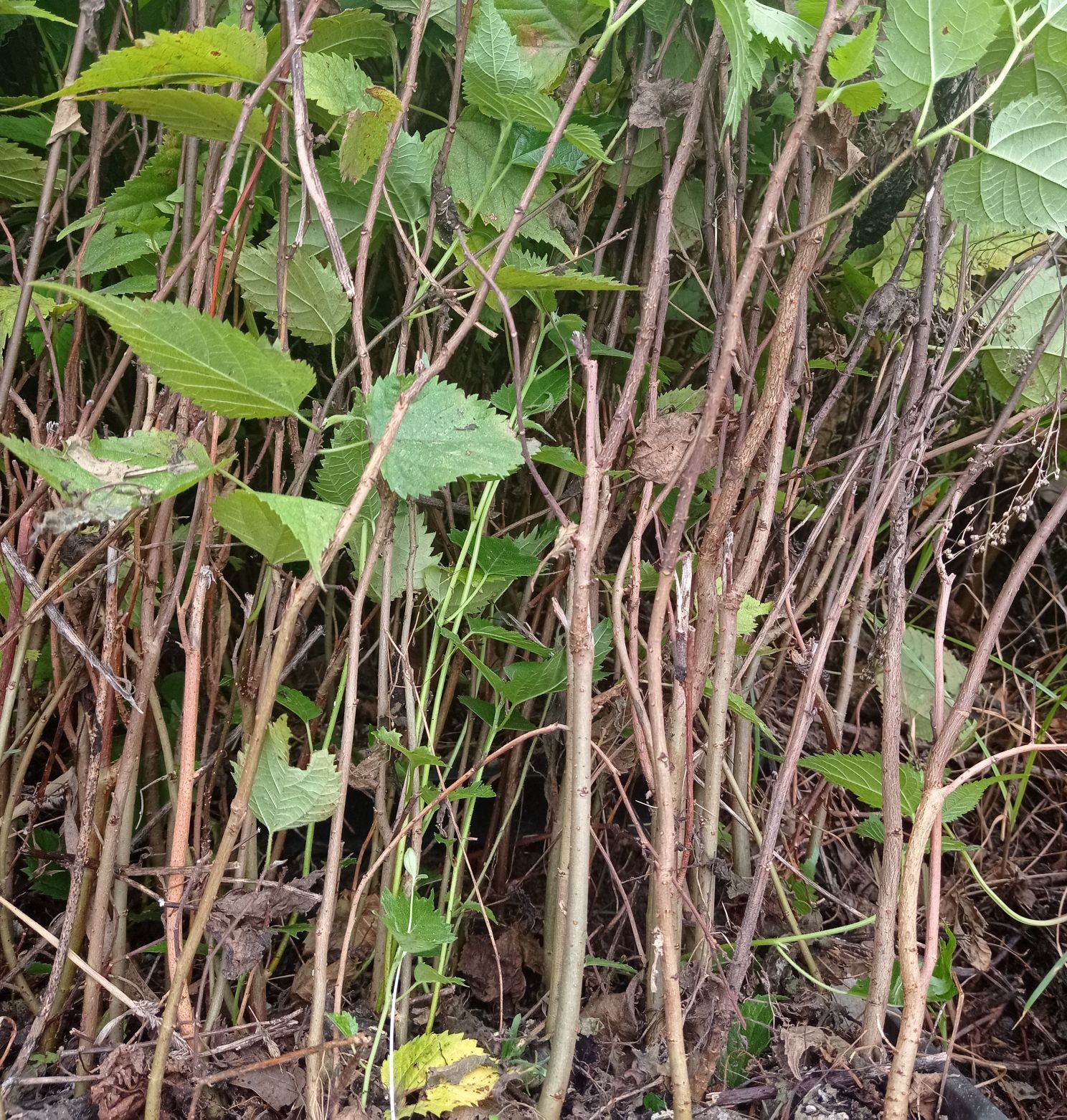 杂交组培构树苗批发，荒山绿化树苗，养殖种植构树苗