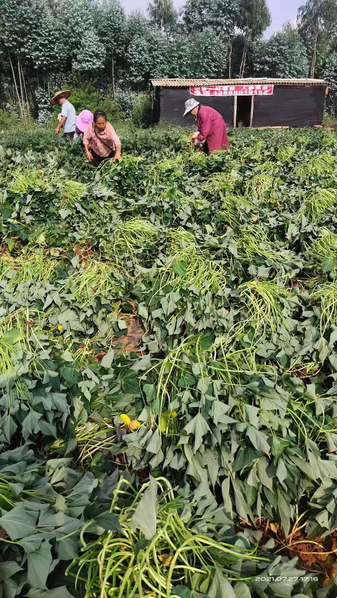 西瓜红红薯苗，红皮王红薯苗