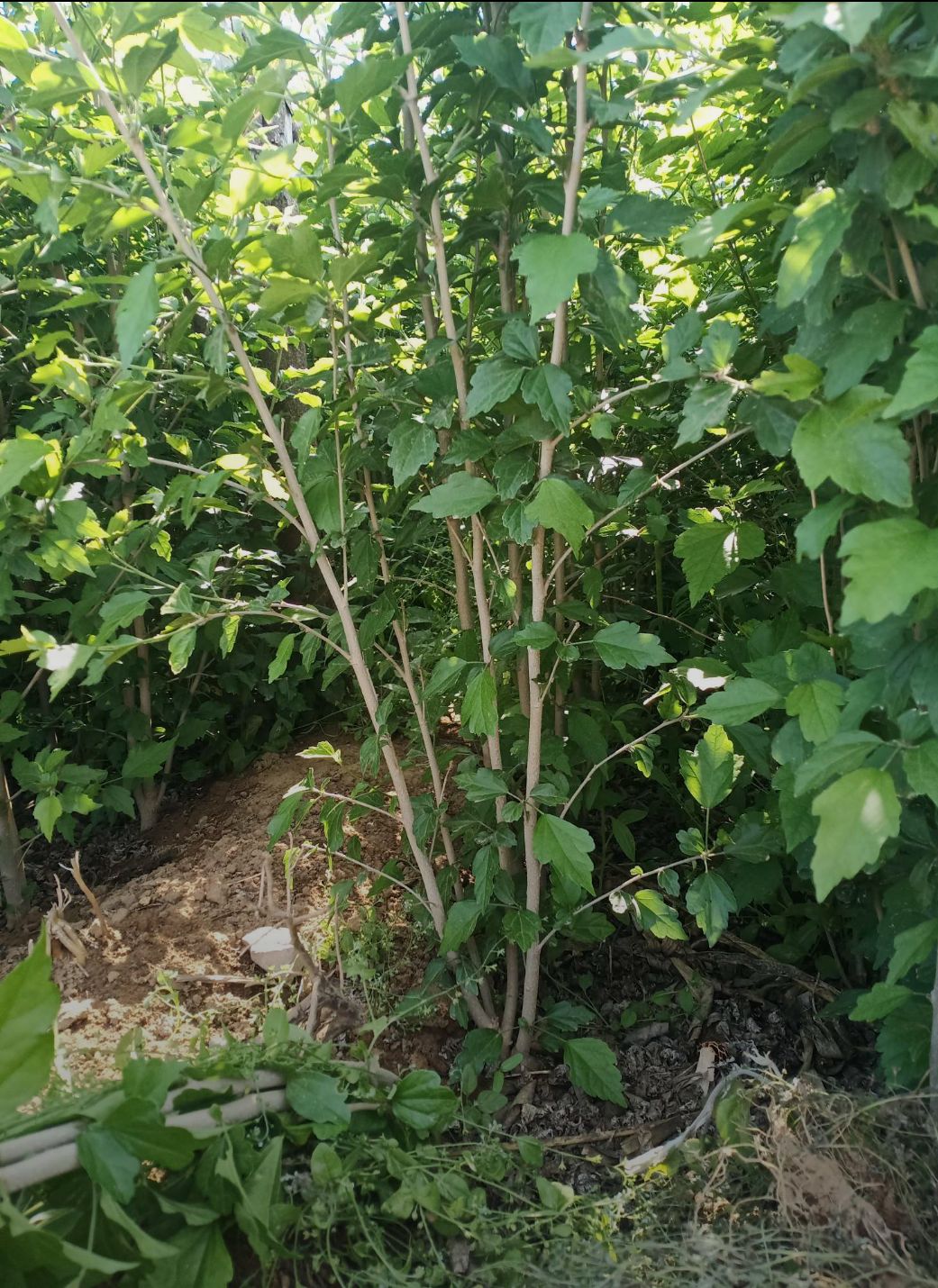 红花木槿 3-4分枝木槿绿篱大量销售中价格优惠质量好数量大