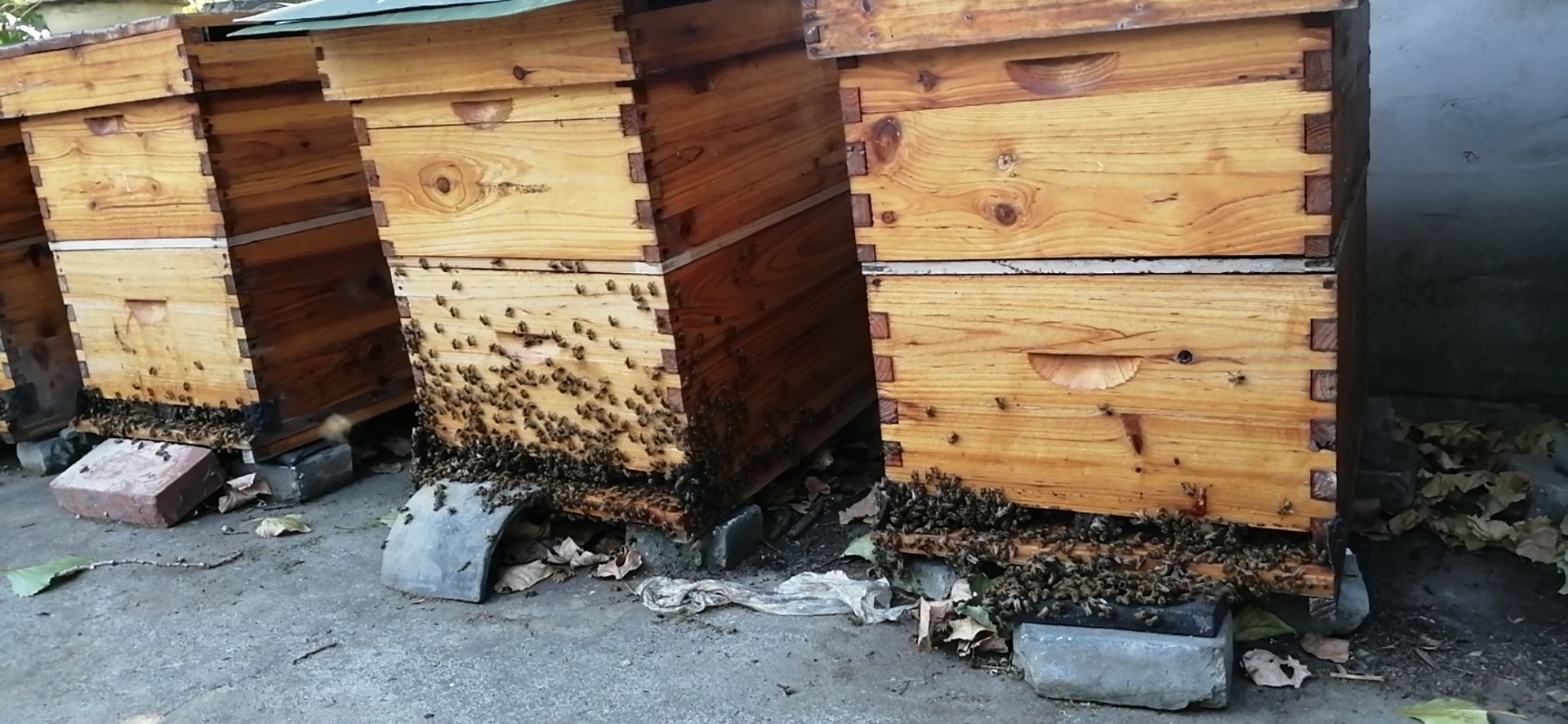 意大利蜜蜂及蜂产品。