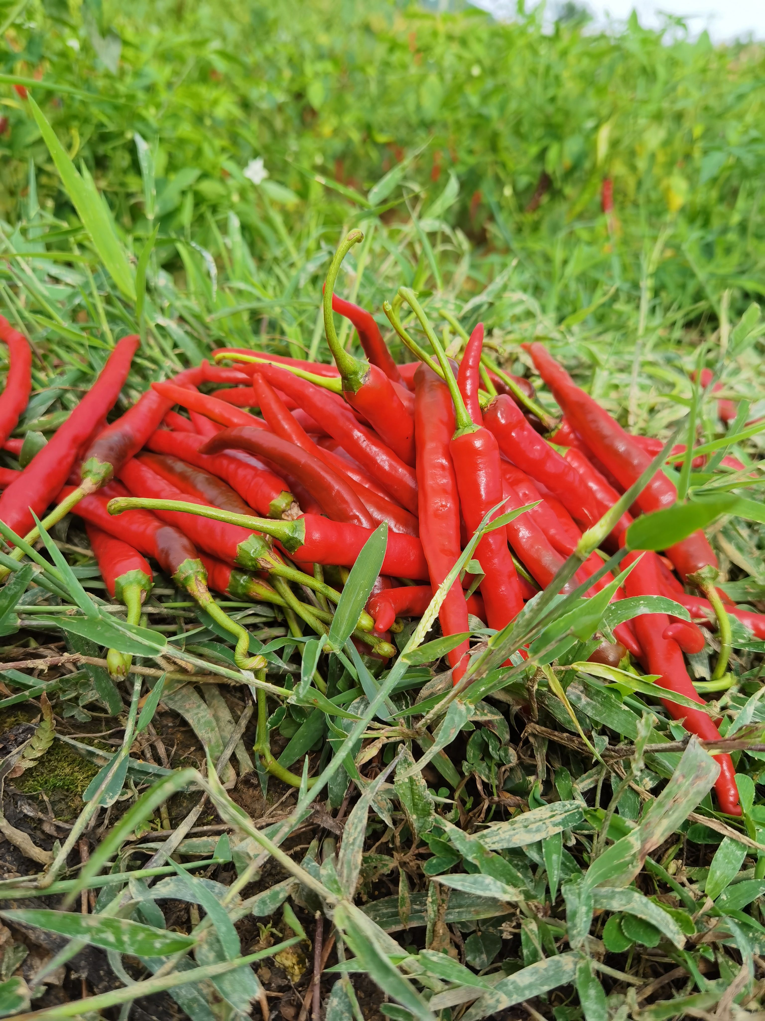 贵州海椒  贵州特产花溪辣椒2022秋季新上市