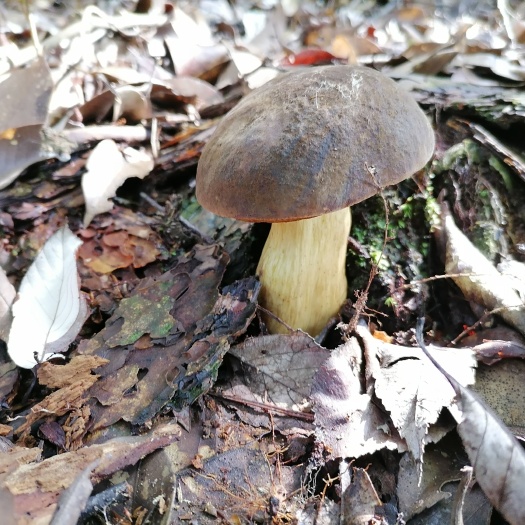 黑牛肝菌  美味牛肝菌，2024年新鲜干货，1斤包邮