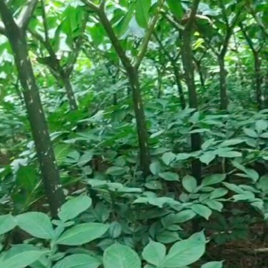 镇雄县花魔芋一代种质量好无病毒