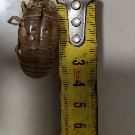 城固县蝉蜕 大只沙地蝉脱