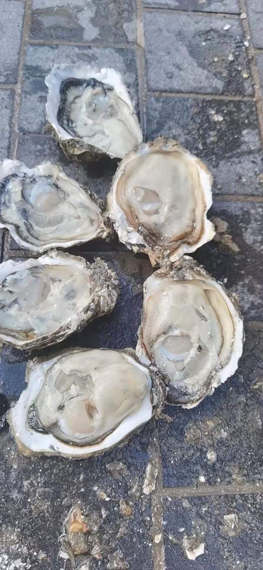  三倍体生蚝