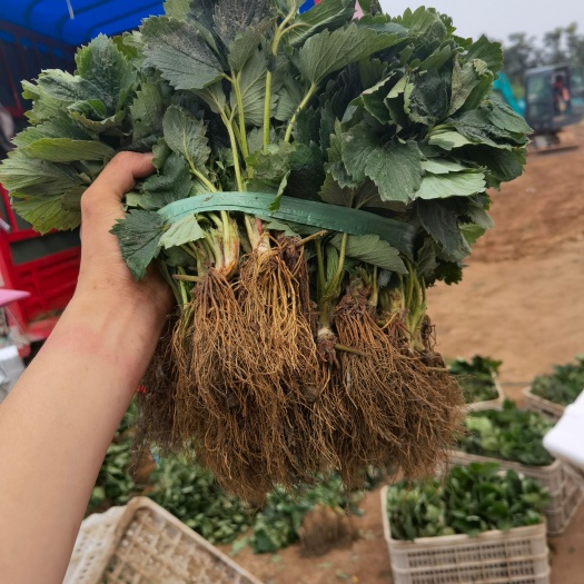 济南 妙香草莓苗批发 妙香3号草莓苗价格 现挖久香草莓苗价格合理