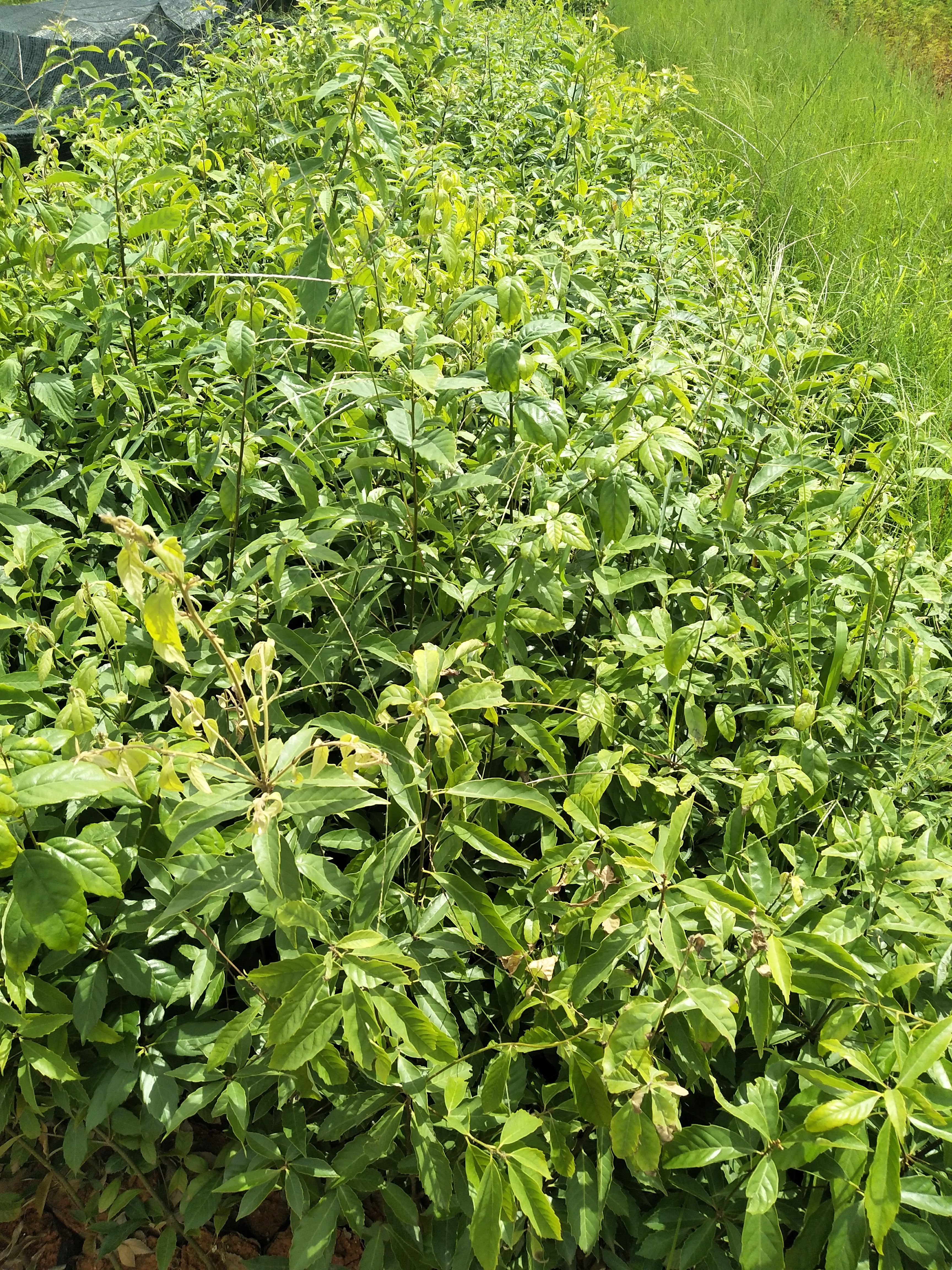 青冈树种苗  滇青冈