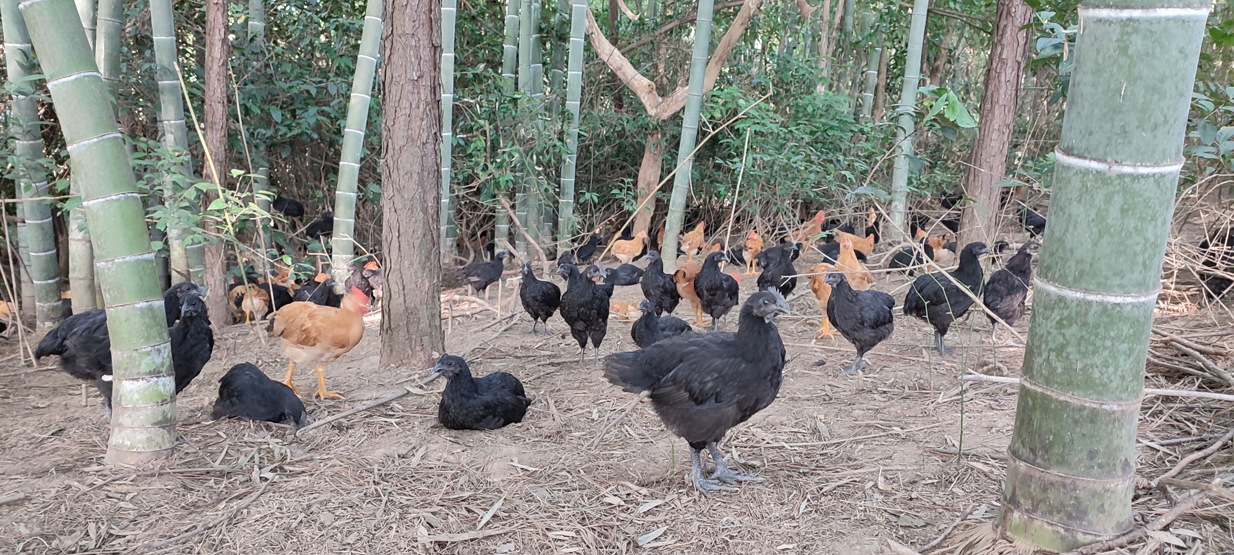 纯种五黑鸡，乌骨鸡，皖南土鸡（黄细脚）