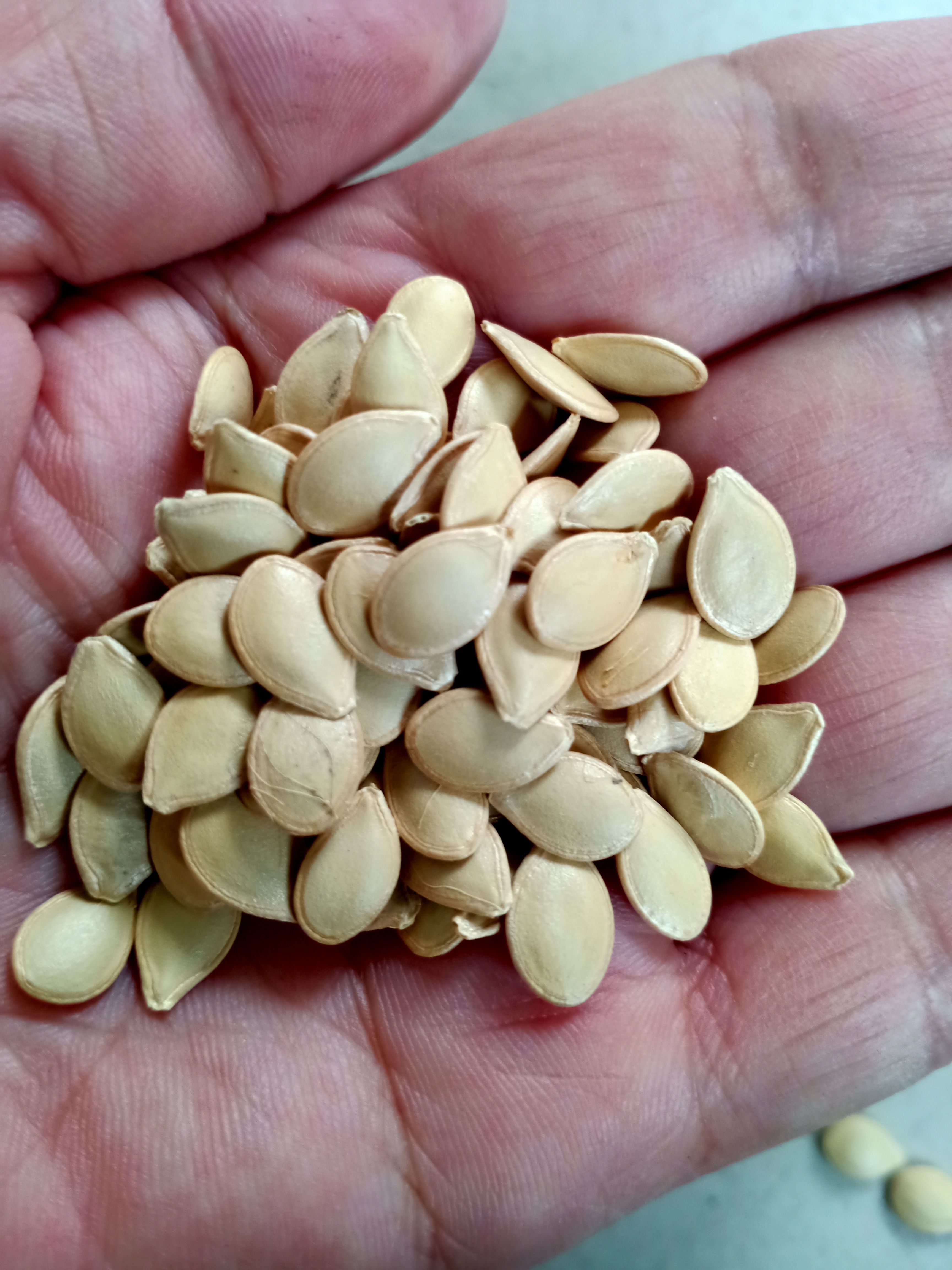 观赏玩具南瓜种子批发，梨南瓜种子