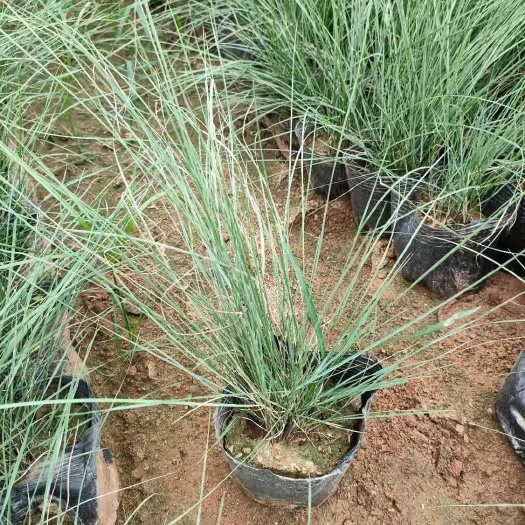 青州市大盆粉黛乱子草 粉黛乱子草基地直销