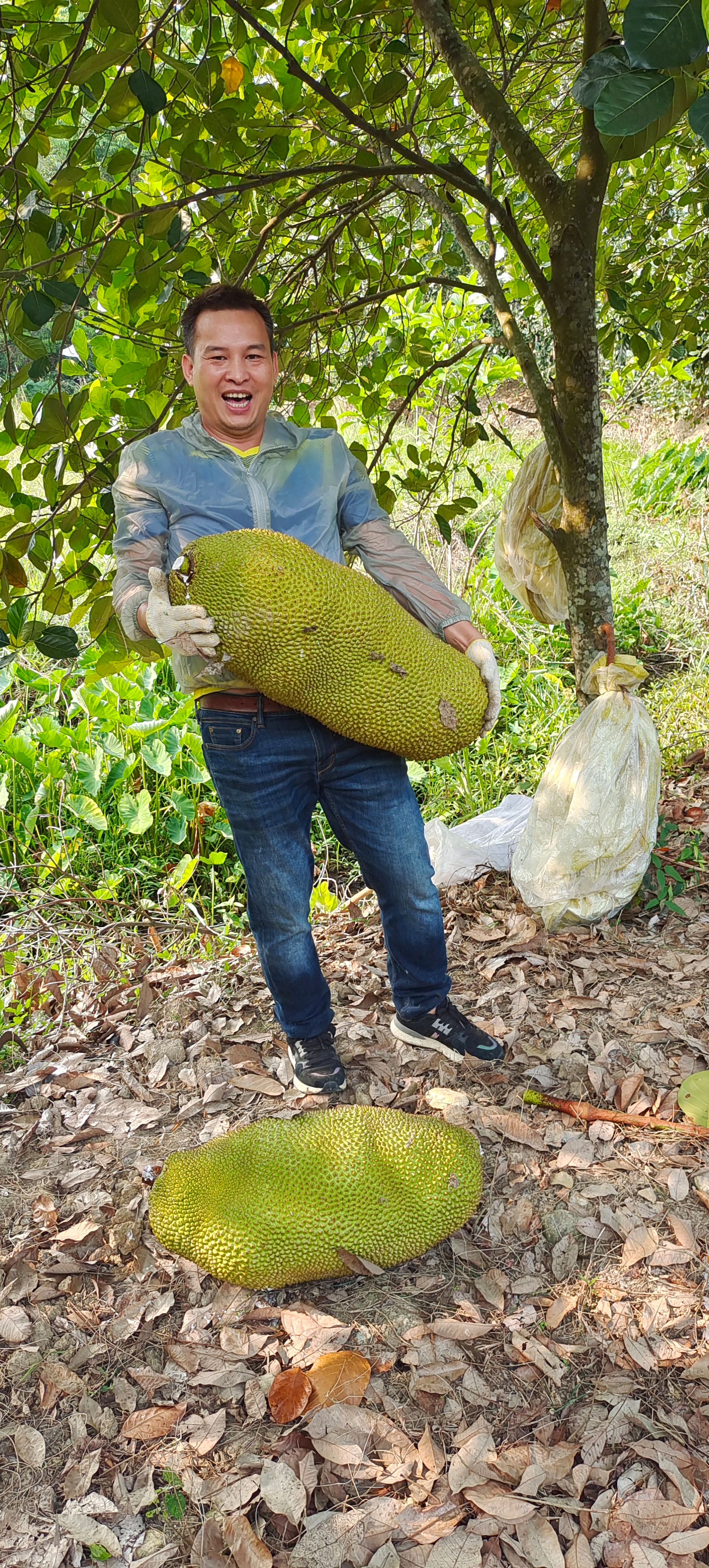 海南菠萝蜜产地直销包装车