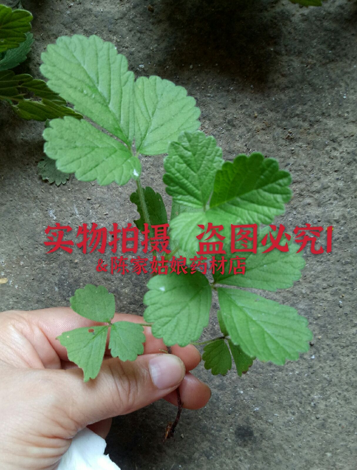 仙鹤草种苗  现挖优选苗棵仙鹤草龙芽草老鹳嘴草脱力草独角古金顶龙芽山昆菜