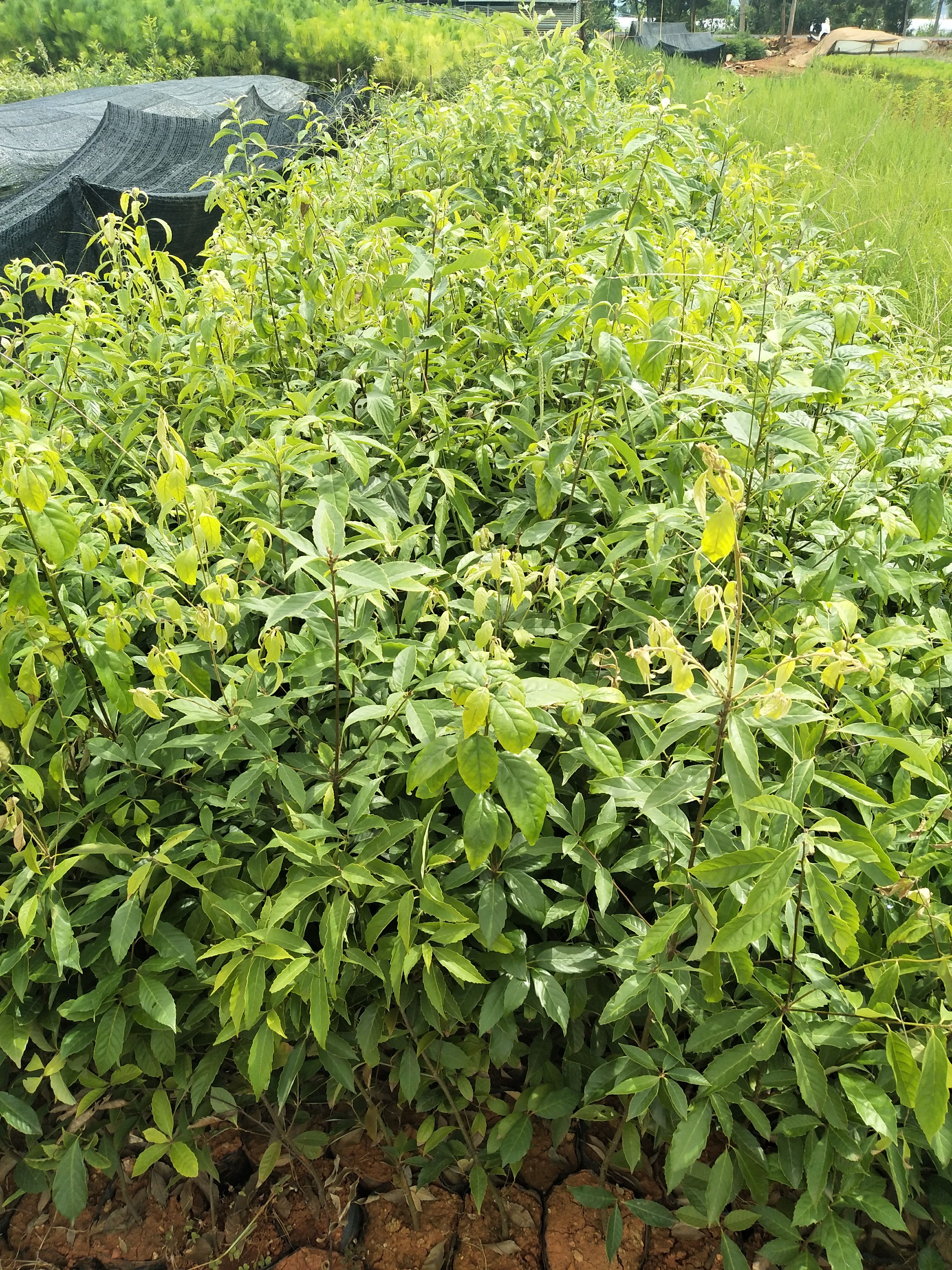 青冈树种苗  滇青冈