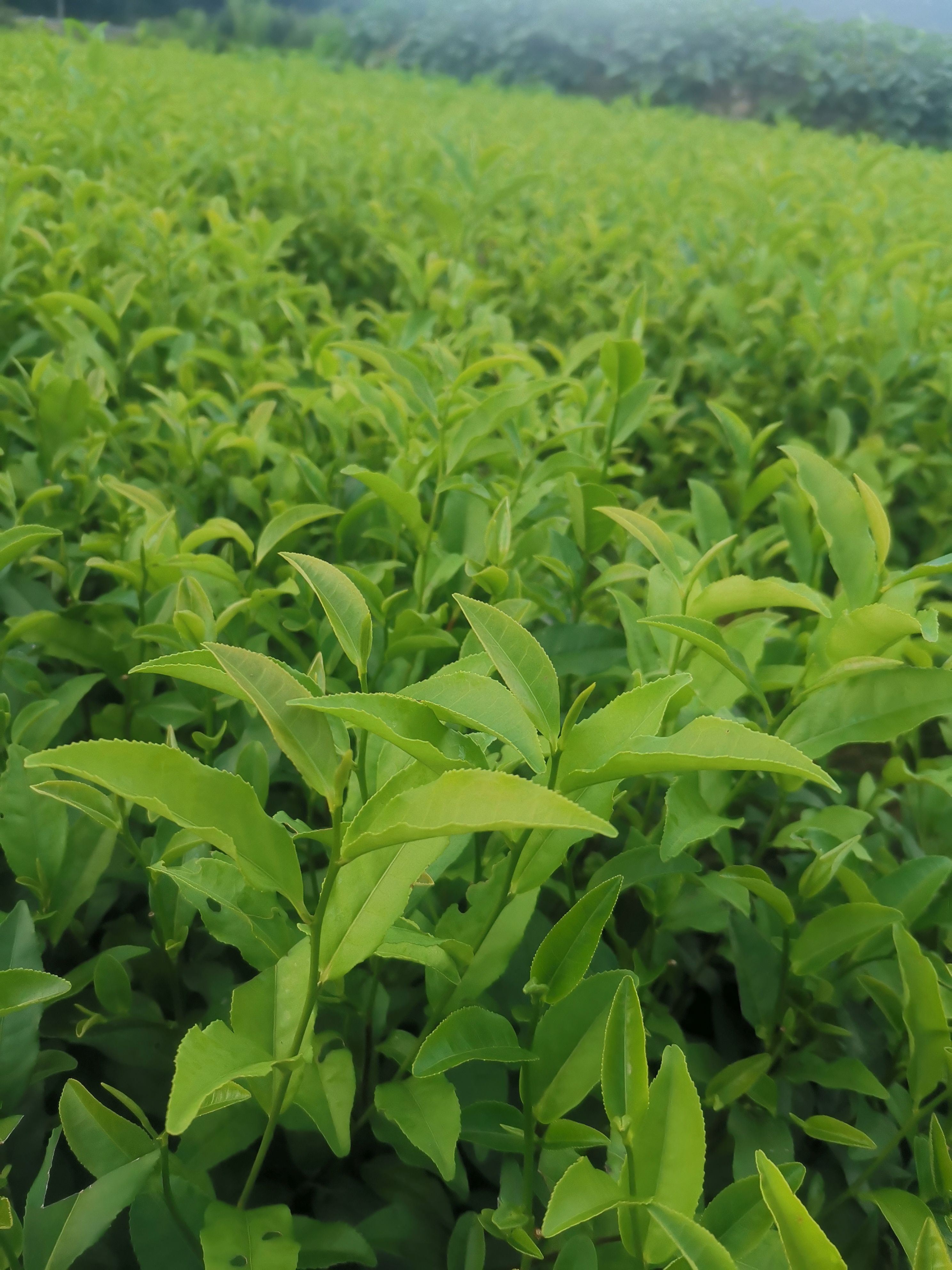 福云6号茶树苗 福云六号茶苗茶树苗福建苗场直销