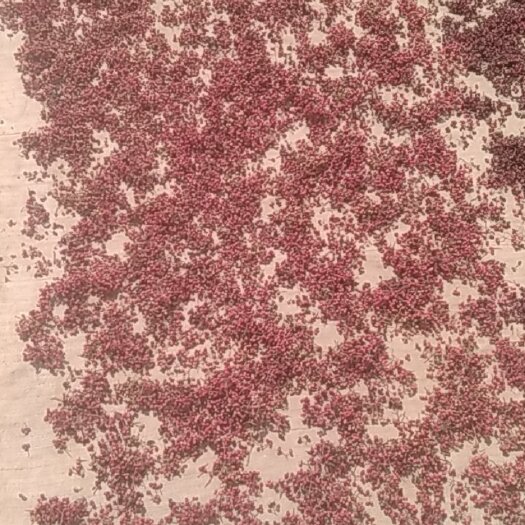 临洮县红花椒 甘肃省定西市临洮县 二级 干花椒 