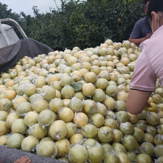 阳信县皇冠梨，果肉洁白，肉质细腻，松脆，欢迎老板咨询